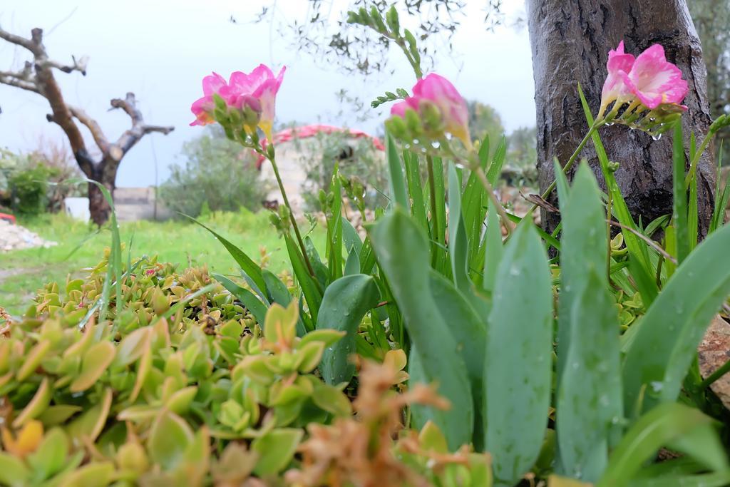 Oasi San Pio Daire Porto Cesareo Dış mekan fotoğraf
